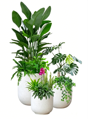 宁波室内植物租赁-鄞州办公室花卉出租价格-镇海租花木千套方案-镇海绿植租赁服务质量